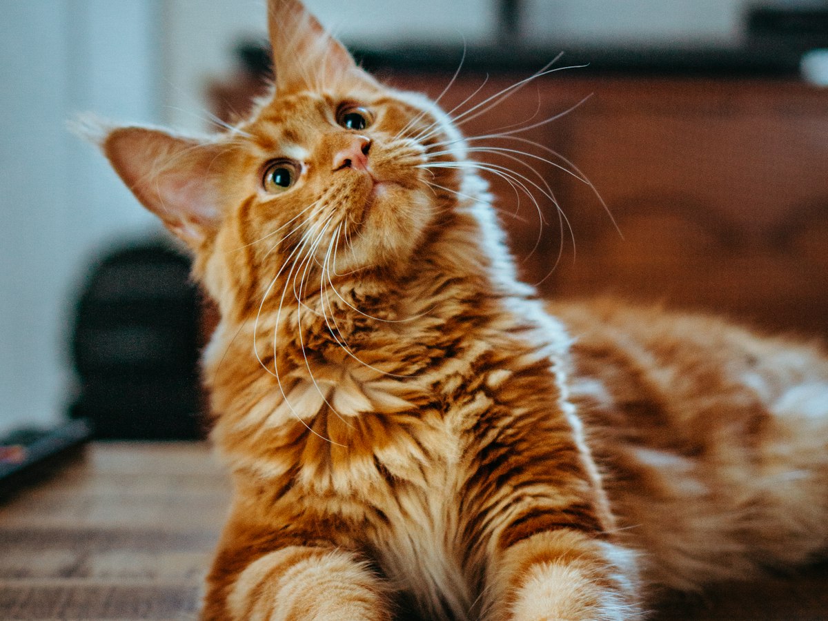 Кошка